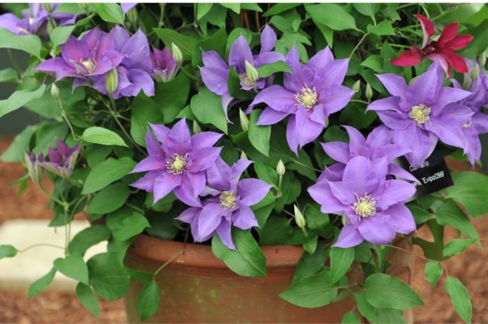 A close-up shot of a small composition of purple colored flowers on a planter, showcasing how to plant clematis on pots or containers