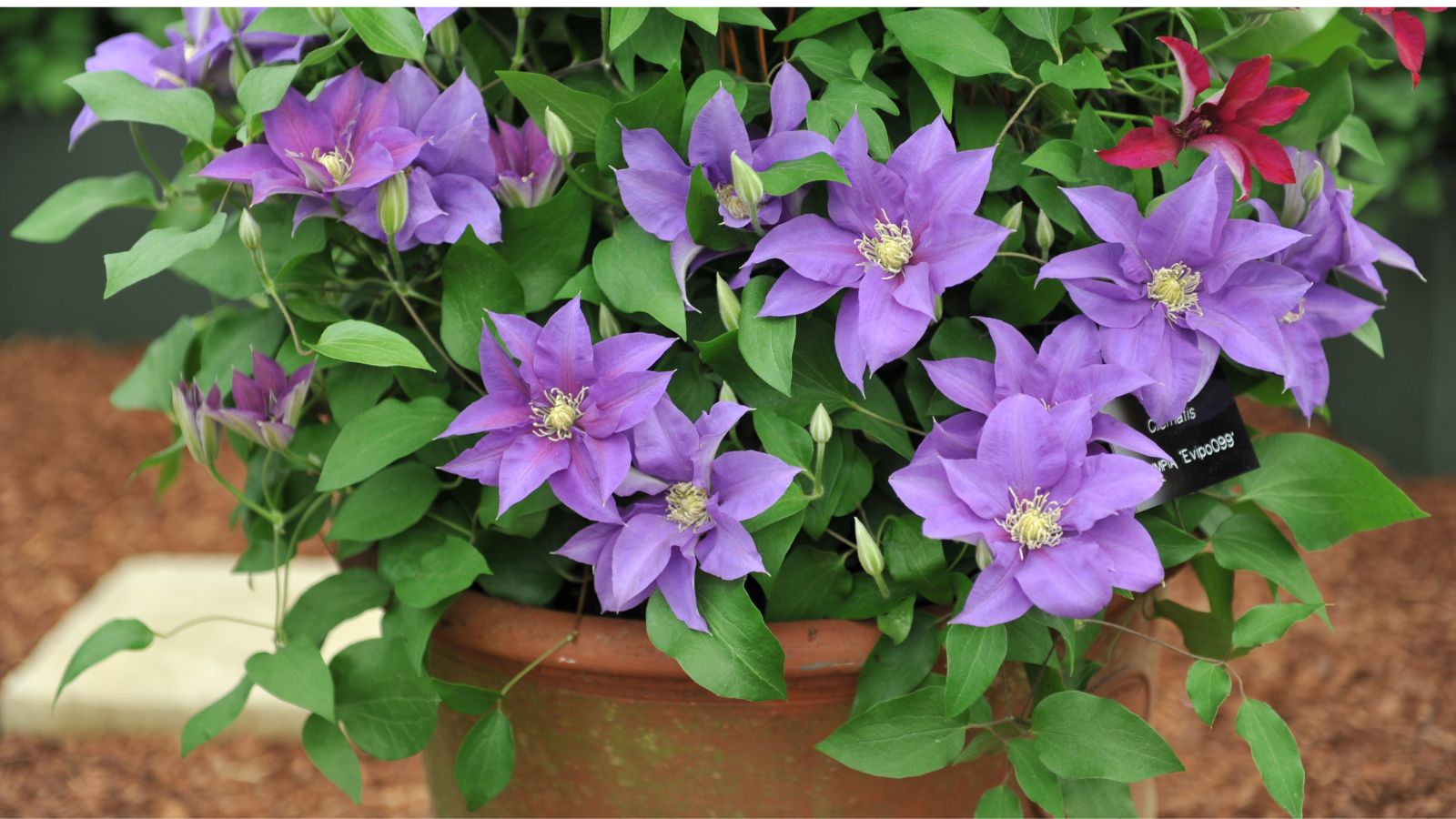 A close-up shot of a small composition of purple colored flowers on a planter, showcasing how to plant clematis on pots or containers