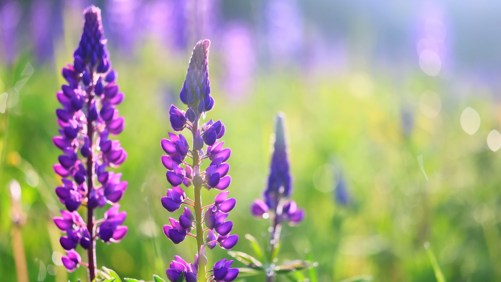 A close-up shot of a small composition of purple flower spikes basking in bright sunlight outdoors