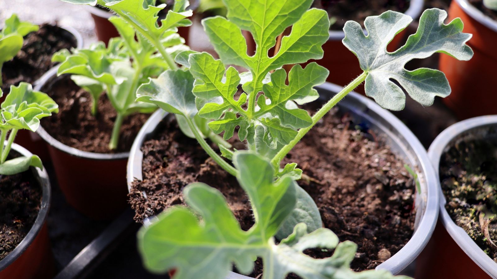 A close-up shot of a small composition of seedlings on small pots in a well lit area