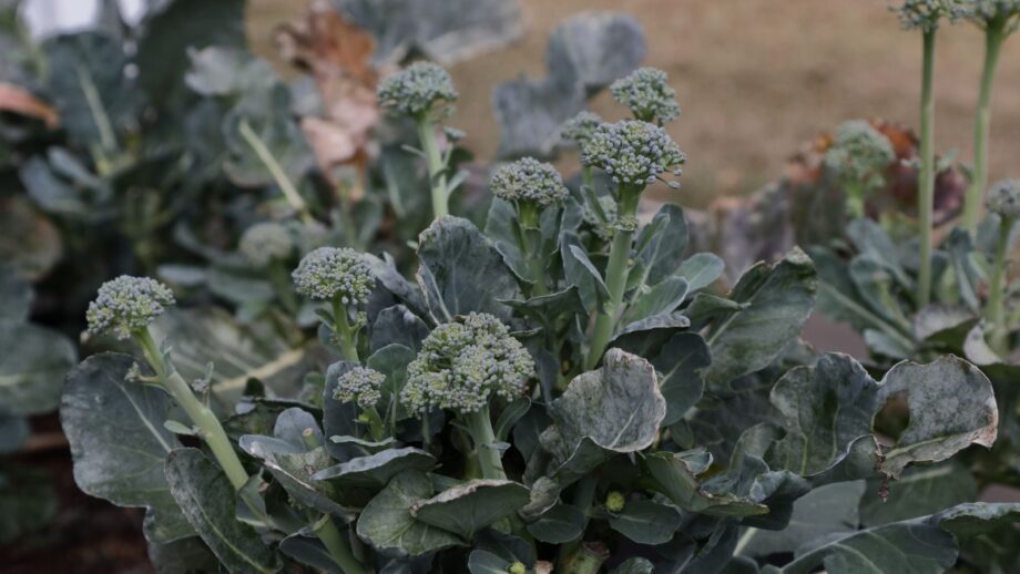 Double Row Broccoli How to Know Your Broccoli is Ready to Harvest