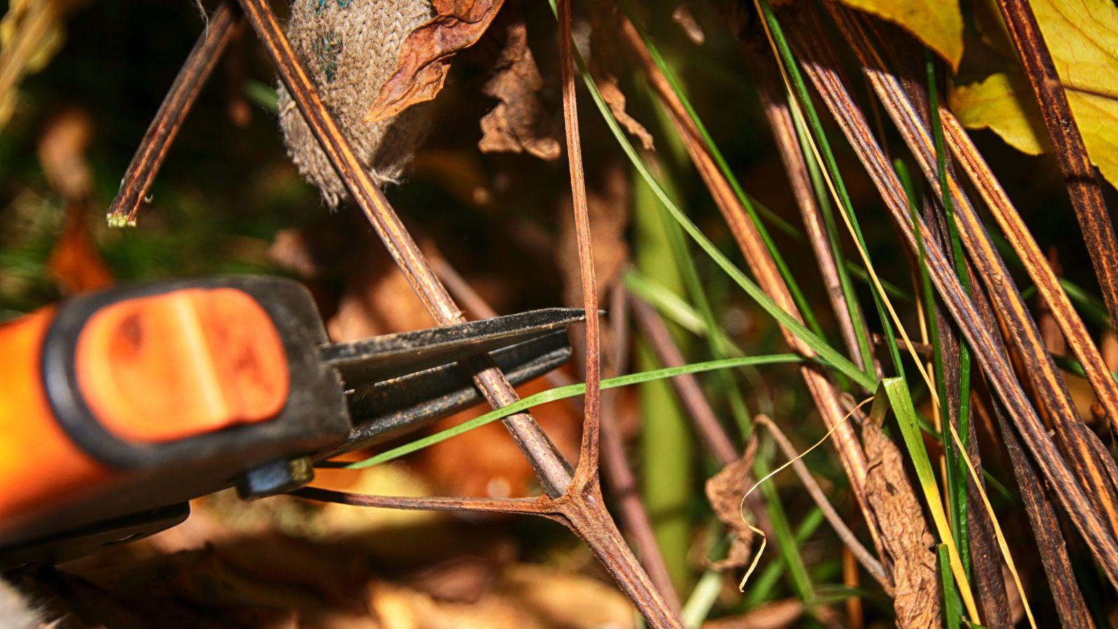 A close-up shot of a small composition of stems being cut with a hand pruner in a well lit area