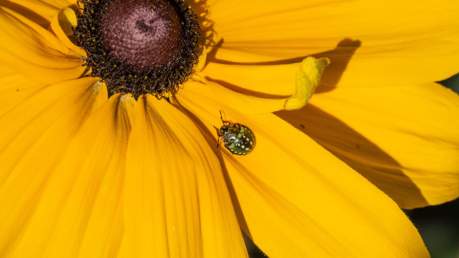 A close-up shot of a small green stink bug on a yellow flower, placed in a well lit area outdoors