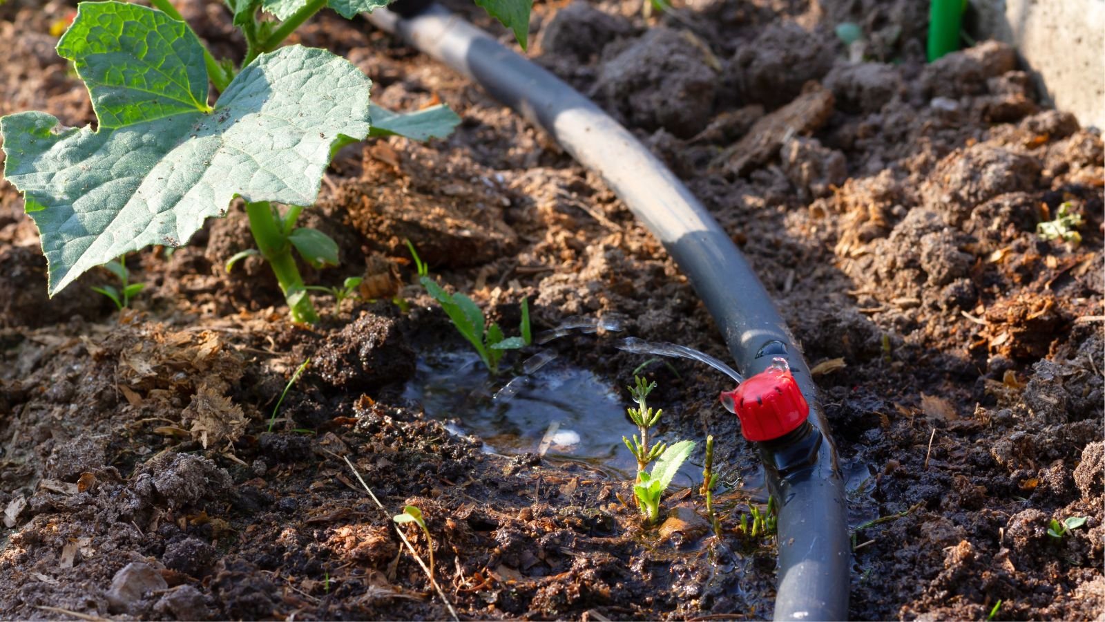 A close-up shot of a soaker irrigation, in the process of watering developing cucurbit seedlings in rich soil outdoors