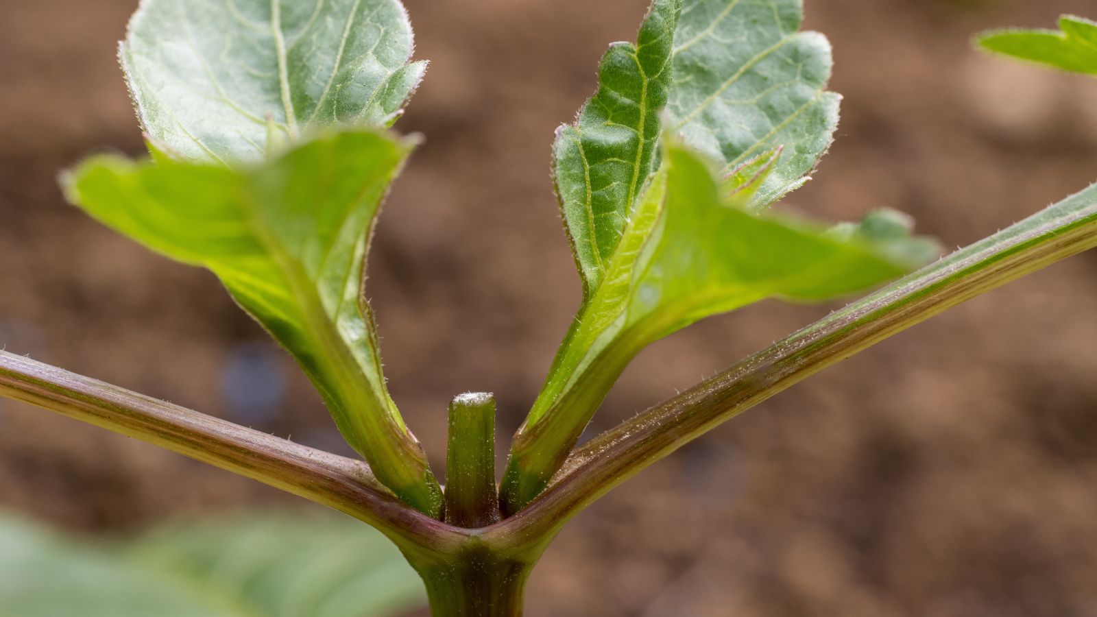 A close-up shot of a stem of a flower that has been pinched, showcasing new growth