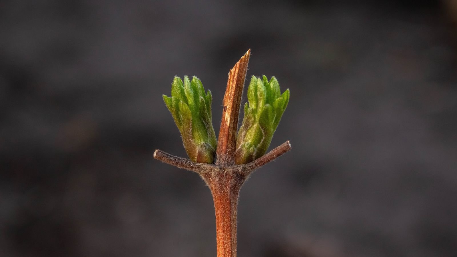A close-up shot of a stem of a flower with several developing leafy buds in a well lit area outdoors