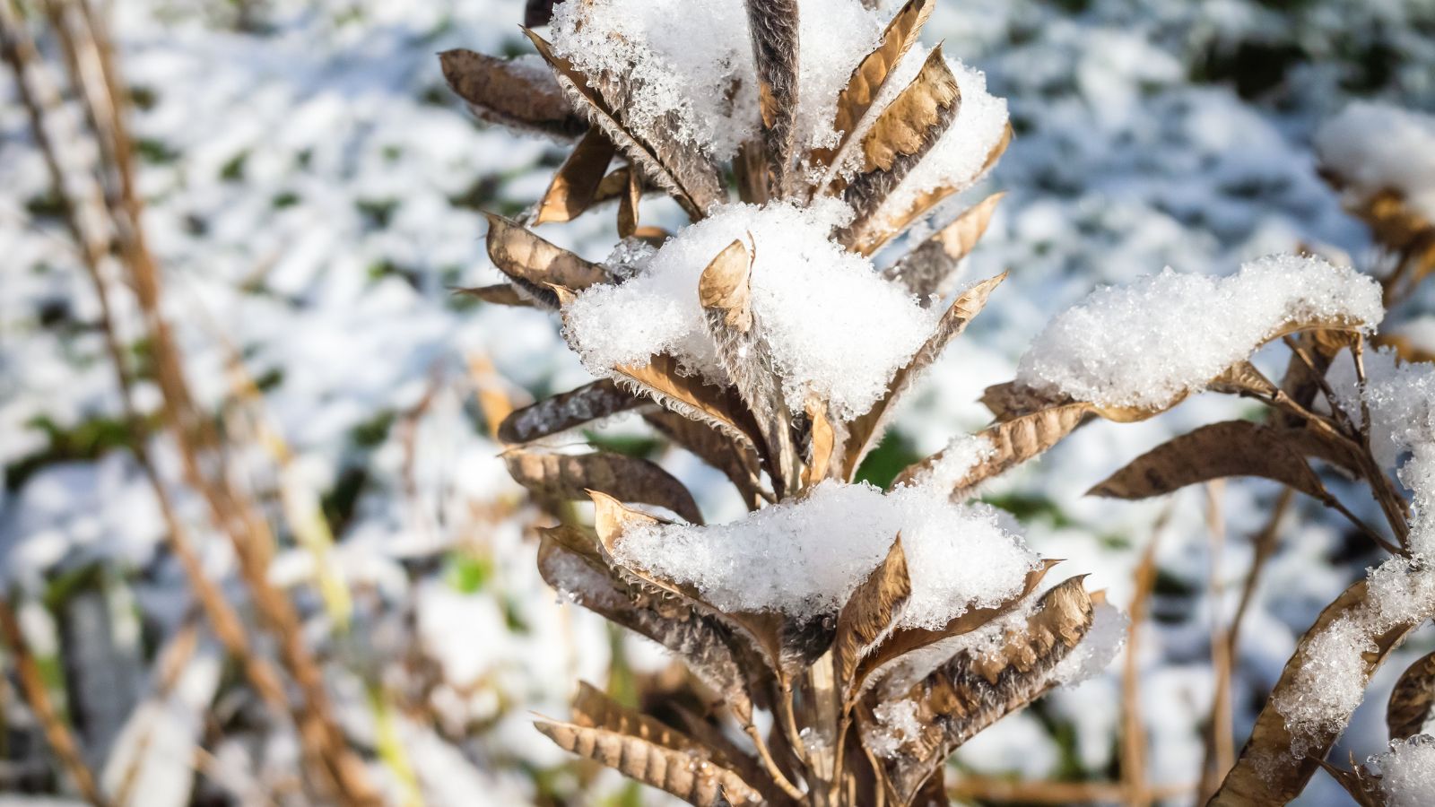 A close-up shot of a tall flower spike and its dried-up seeds, all covered in snow in a well lit area outdoors