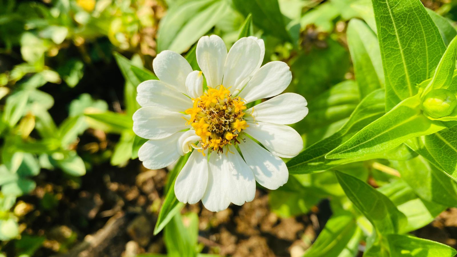 A close-up shot of a white flower with a yellow center basking in bright sunlight outdoors