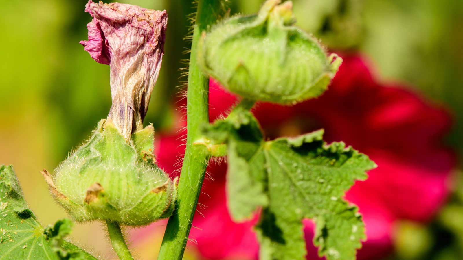 A close-up shot of a wilting flower and its foliage in a well lit area outdoors