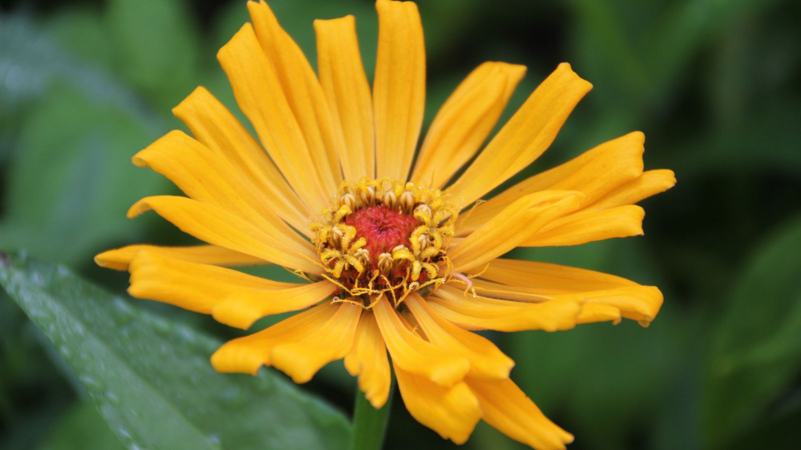 A close-up shot of a yellow colored flower with narrow, fringe-like petals alongside their green foliage outdoors