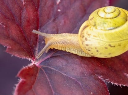A close-up shot of a yellow colored snail crawling on top of a red leaf of a plant, showcasing one of the heuchera pests