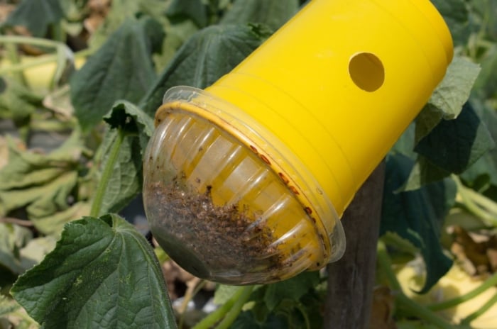 A close-up shot of a yellow colored trap filled with small insects, showcasing how to make an integrated pest management system