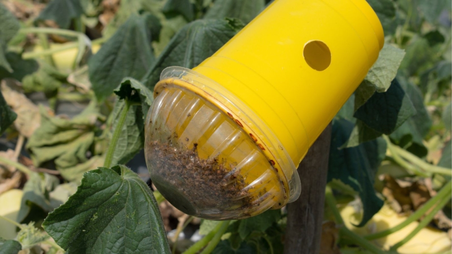 Integrated Insect Block Integrated Pest Management for the Home Garden
