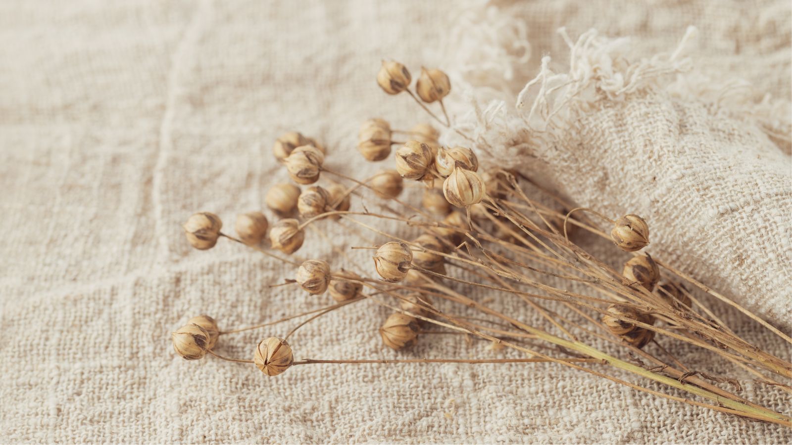 A close-up shot of drying pods and stems of a flower, placed on top of a cloth in a well lit area indoors