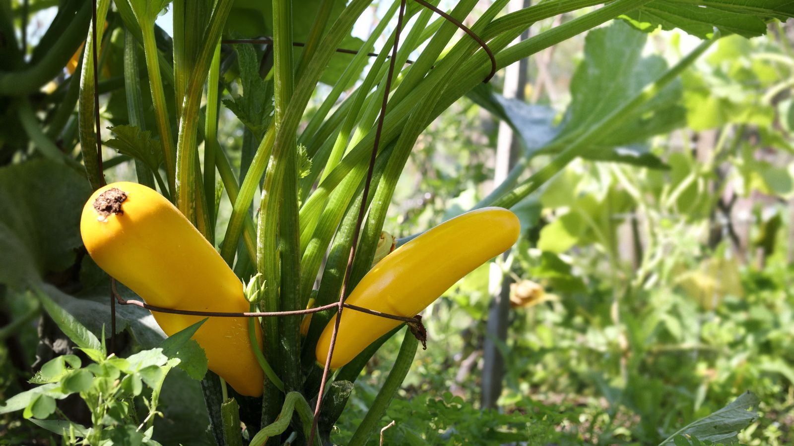 A close-up shot of golden-yellow colored summer squash, developing on a support structure, showcasing how to grow vertical zucchini