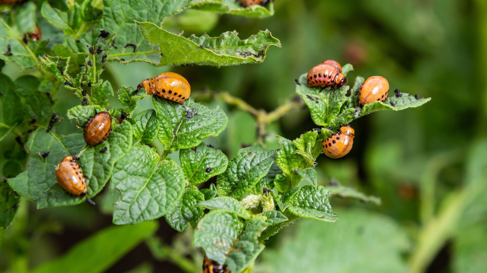 A close-up shot of several beetles, feeding on leaves of a crop, showcasing the severity of the damage