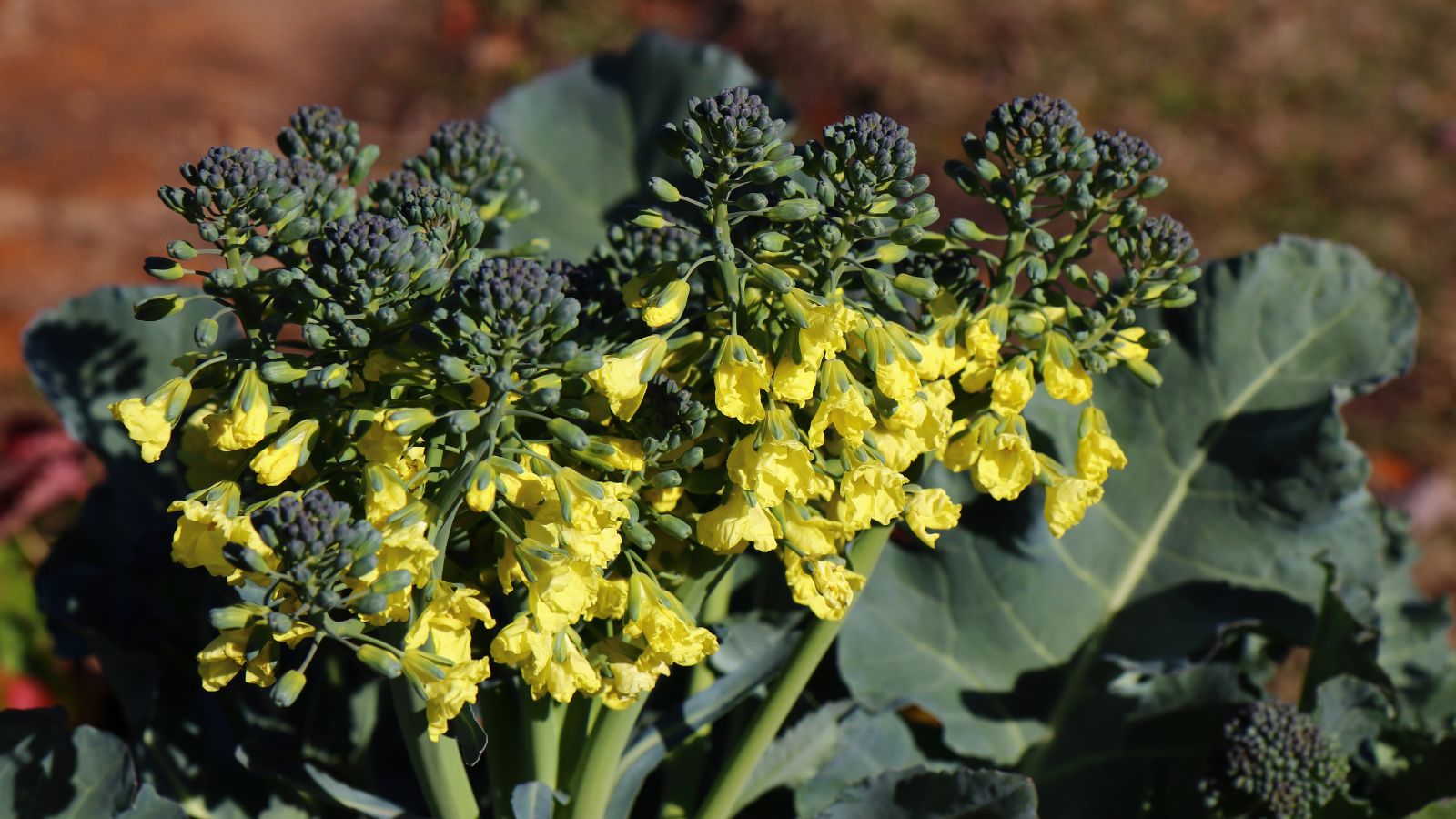 A close-up shot of several buds of a crop with developing yellow blooms in a well lit area outdoors