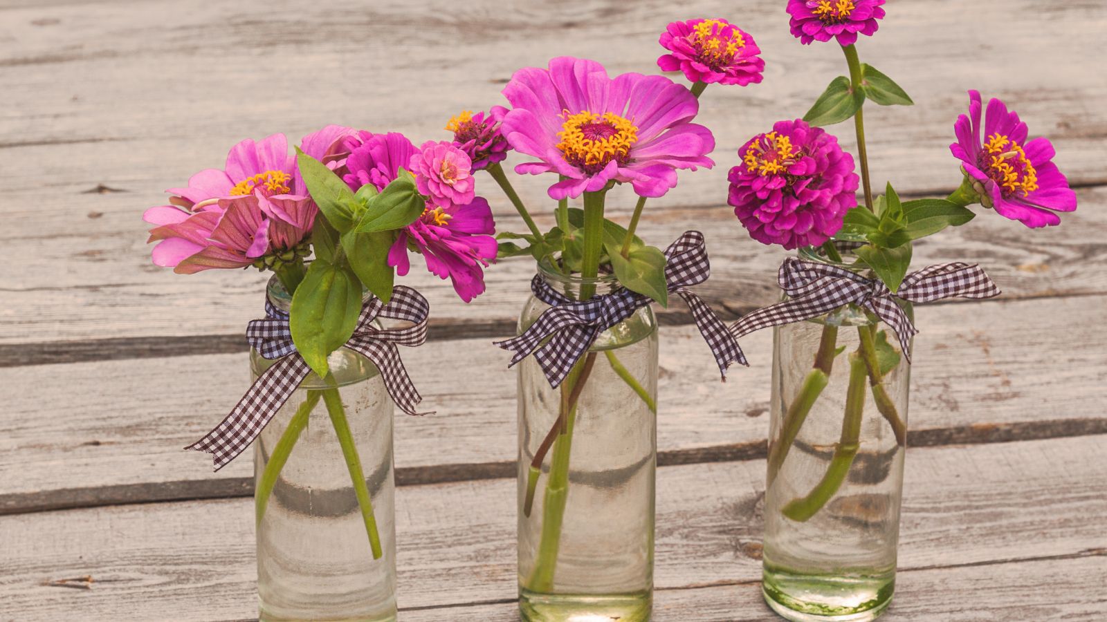A close-up shot of several cuttings of pink colored blooms on individual glass containers with water, placed on a wooden surface indoors