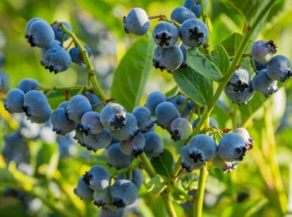 A close-up shot of several developing fruits and foliage of a shrub, showcasing how to grow blueberries from seed