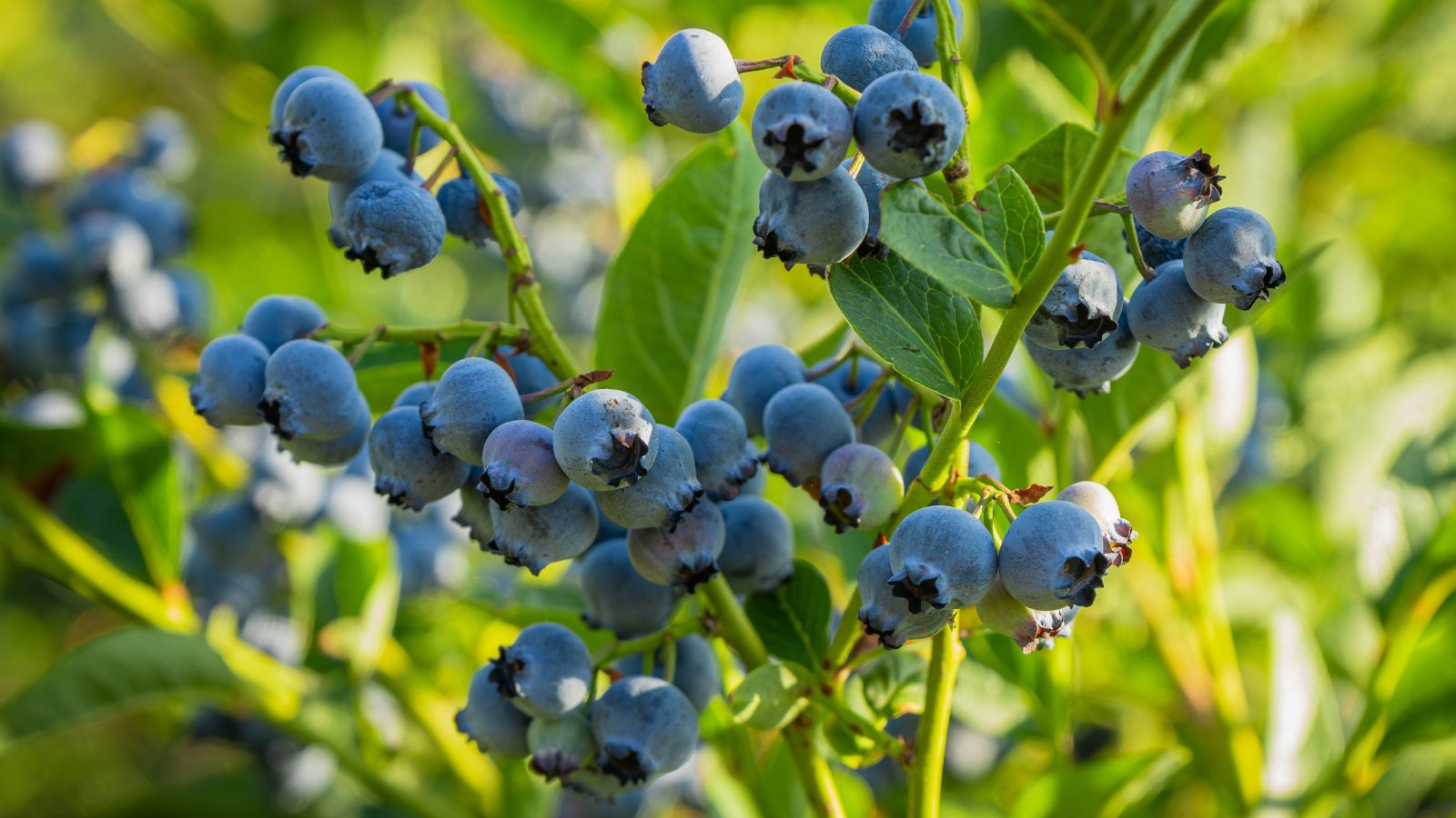 A close-up shot of several developing fruits and foliage of a shrub, showcasing how to grow blueberries from seed