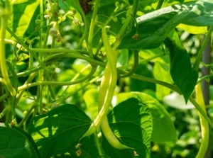 A close-up shot of several developing legume pods and their foliage, showcasing fast-growing pole beans