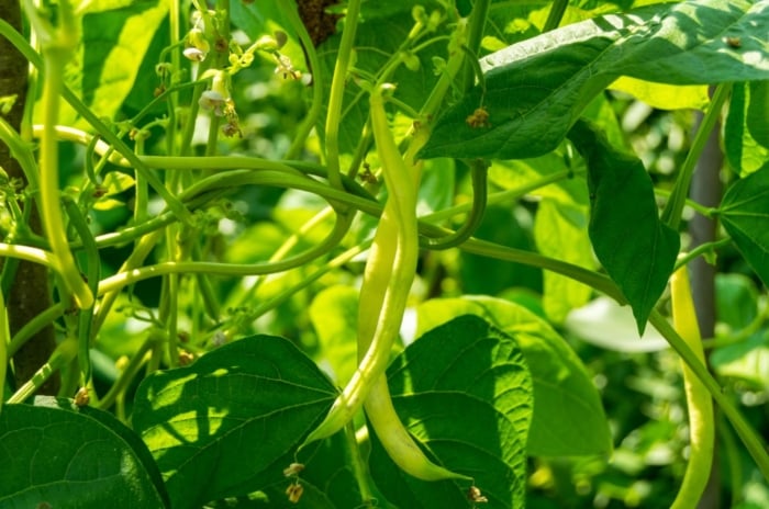 A close-up shot of several developing legume pods and their foliage, showcasing fast-growing pole beans