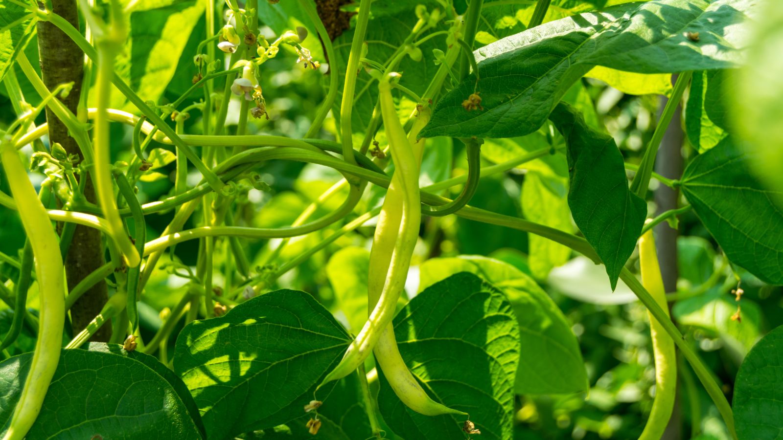 A close-up shot of several developing legume pods and their foliage, showcasing fast-growing pole beans