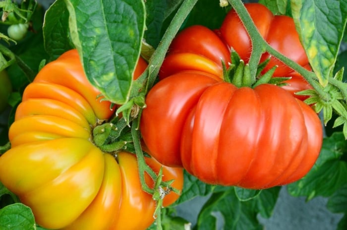 A close-up shot of several developing red and yellow colored Brandywine fruits, showcasing how to grow pole tomatoes