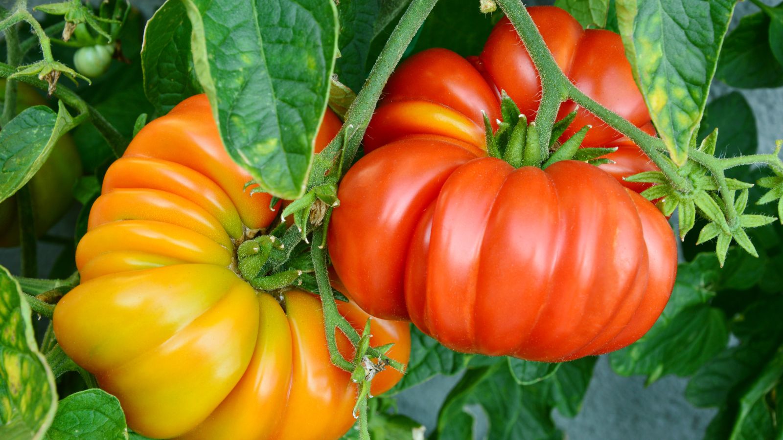A close-up shot of several developing red and yellow colored Brandywine fruits, showcasing how to grow pole tomatoes