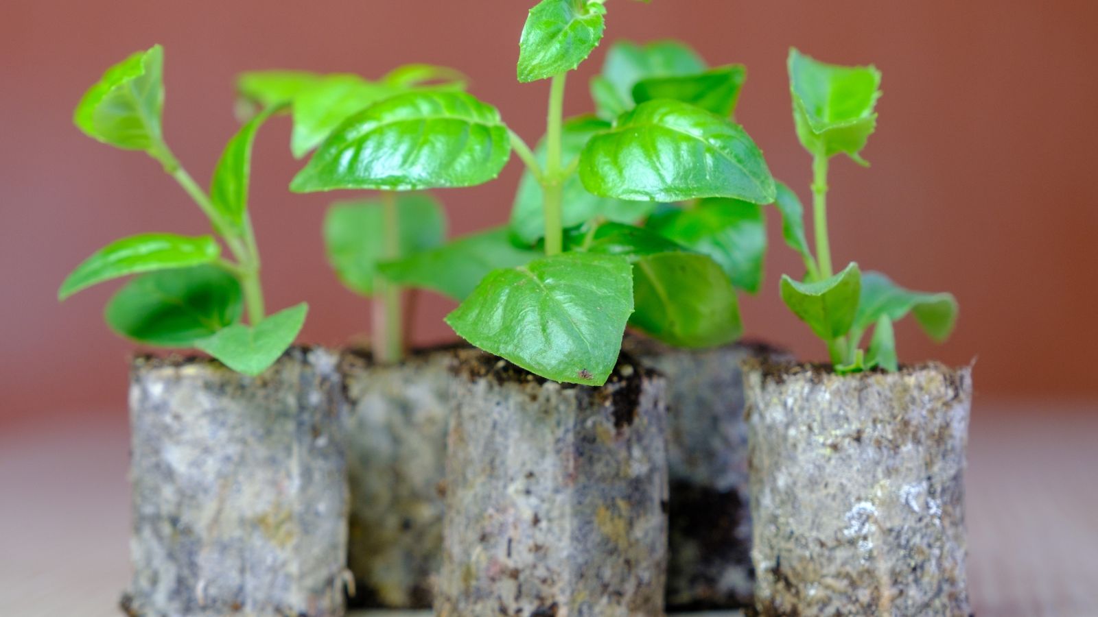 A close-up shot of several developing seedlings of a flower, placed in small, individual nursery pots indoors