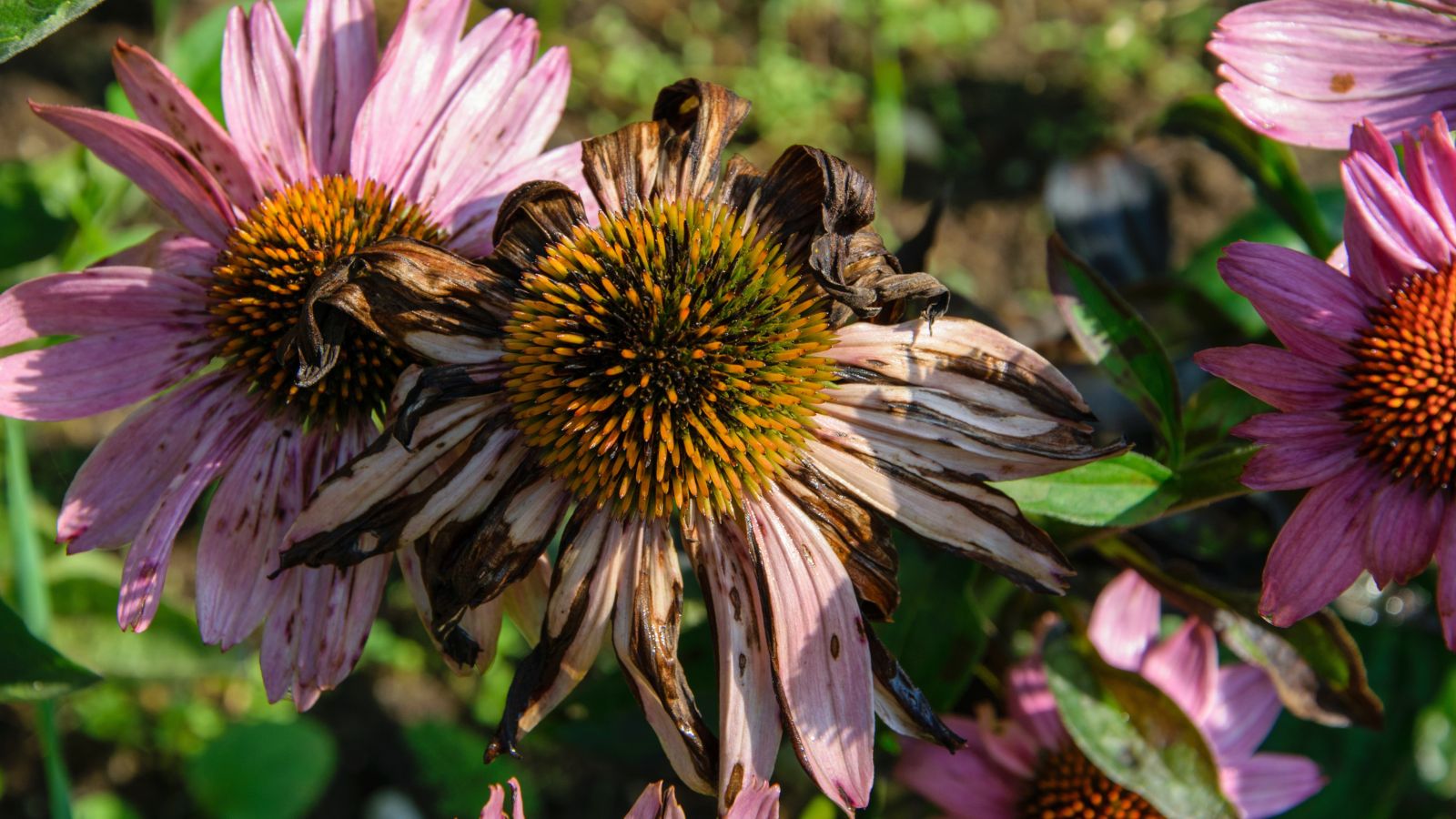 A close-up shot of several decaying pink colored blooms in a well lit area outdoors