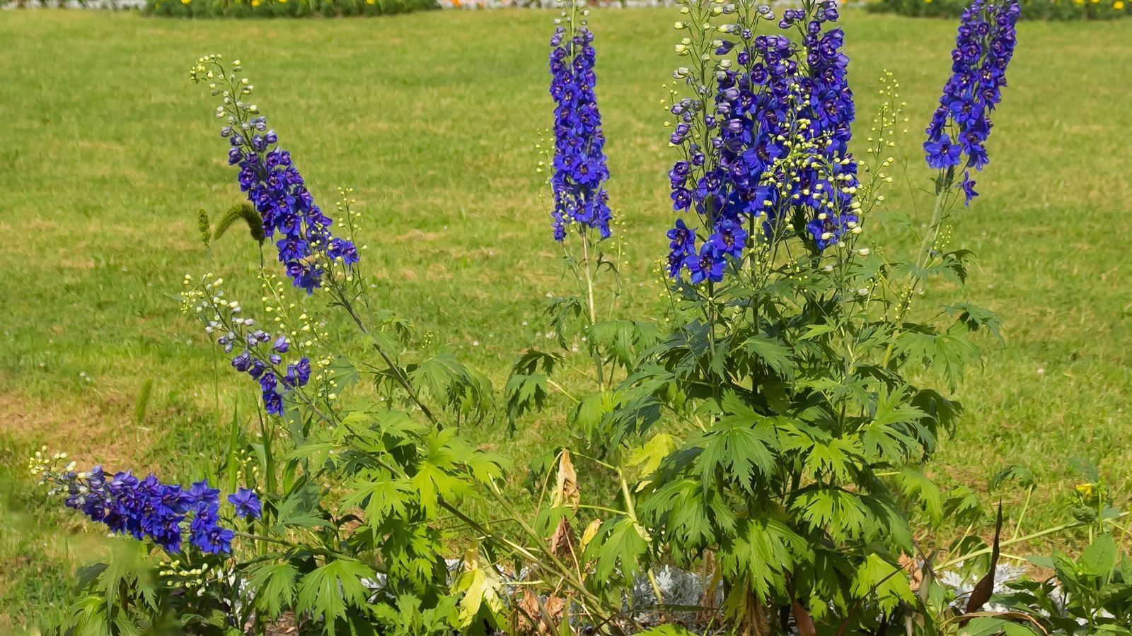 A close-up shot of several flopped over flower spikes of the larkspur placed in a well lit area outdoors
