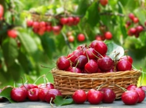 A close-up shot of several freshly harvested red and round fruits on a small wicker basket, showcasing when to pick cherries