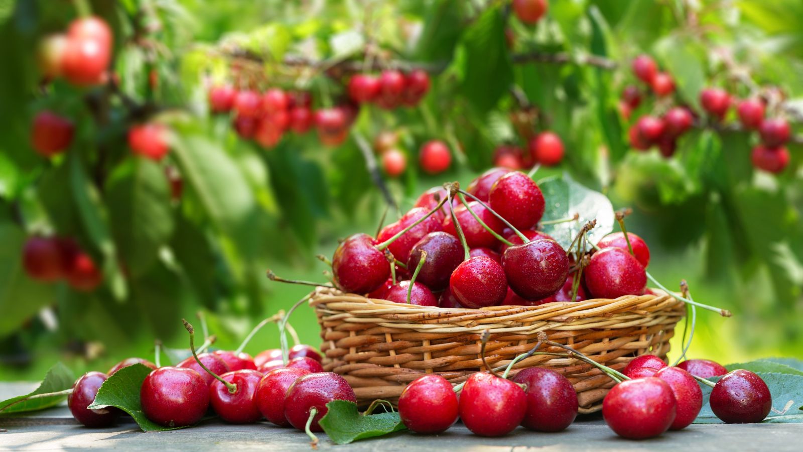 A close-up shot of several freshly harvested red and round fruits on a small wicker basket, showcasing when to pick cherries