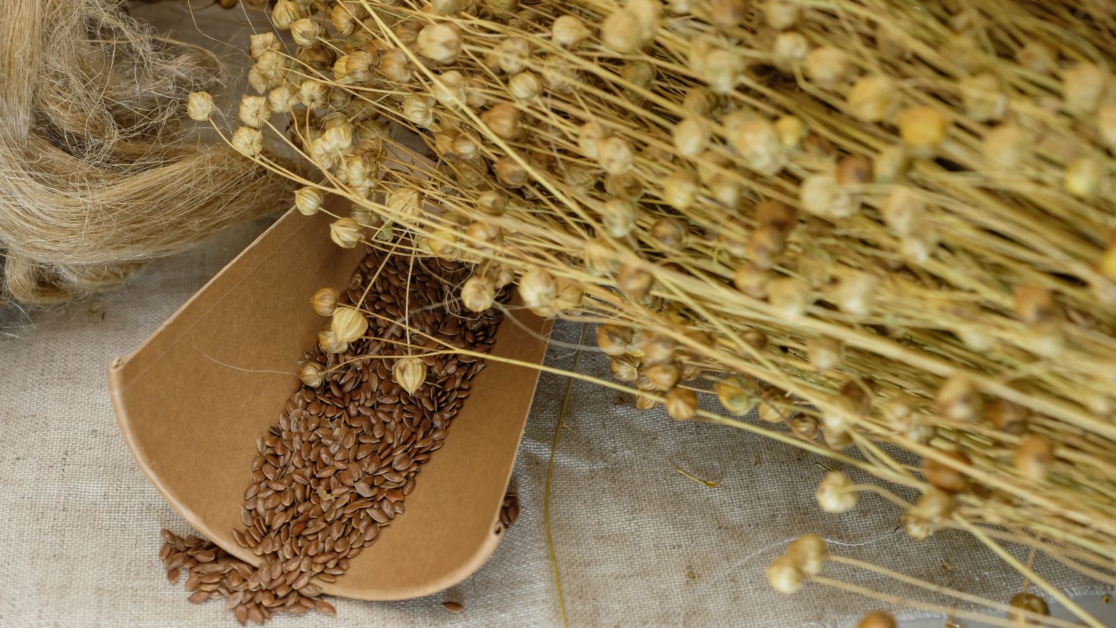 A close-up shot of several harvested pods and seeds of a flower, all placed on top of a cloth in a well lit area indoors