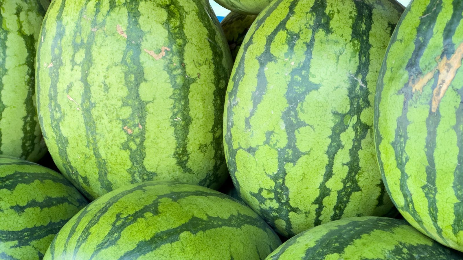 A close-up shot of several piles freshly harvested oval fruits with light-green and striped rinds, placed in a well lit area