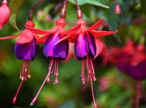 A close-up shot of several pink and puprle colored hanging flowers,alongside its green foliage, showcasing the fuchsia flower