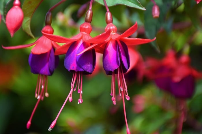 A close-up shot of several pink and puprle colored hanging flowers,alongside its green foliage, showcasing the fuchsia flower