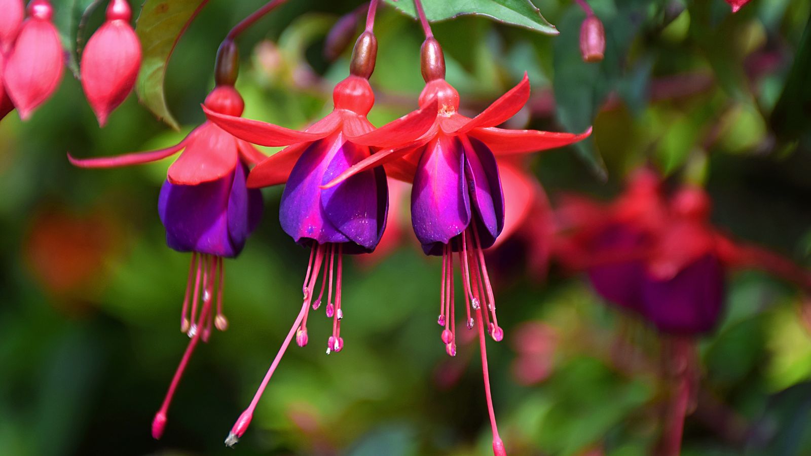 A close-up shot of several pink and puprle colored hanging flowers,alongside its green foliage, showcasing the fuchsia flower