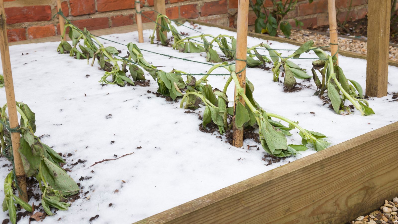 A close-up shot of several wilted leafy crops due to winter, all placed in a raised bed in a well lit area outdoors
