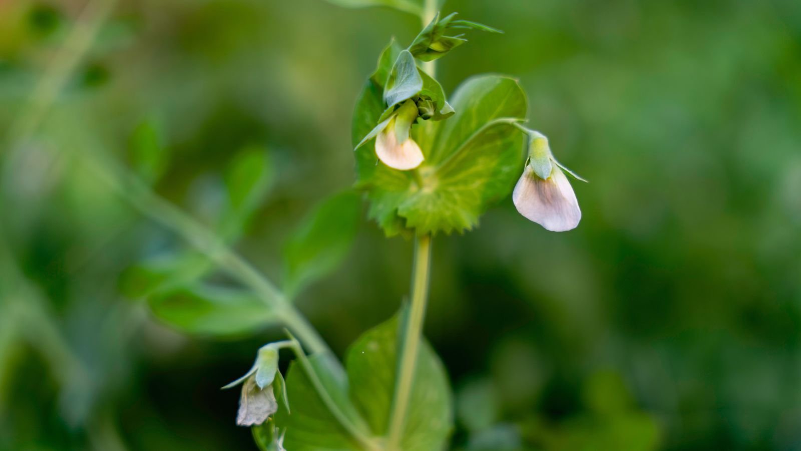 A close-up shot of small white flowers and green leaves of a crop, all placed in a well lit area outdoors