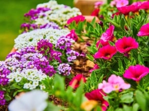 A close-up shot of various colorful flowers and their green folage, all placed in a container showcasing no-fuss patio plants