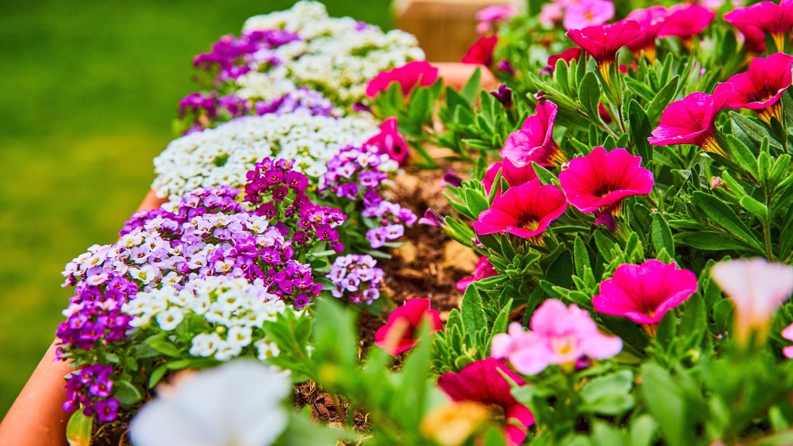 A close-up shot of various colorful flowers and their green folage, all placed in a container showcasing no-fuss patio plants