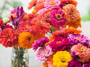 A close-up shot of various cuttings of flowers placed in jars with water, showcasing how to cut zinnia for bouquets