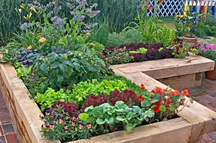 A close-up shot of various foliage and flowers, all growing in a large raised bed, showcasing a variety of edimental plants