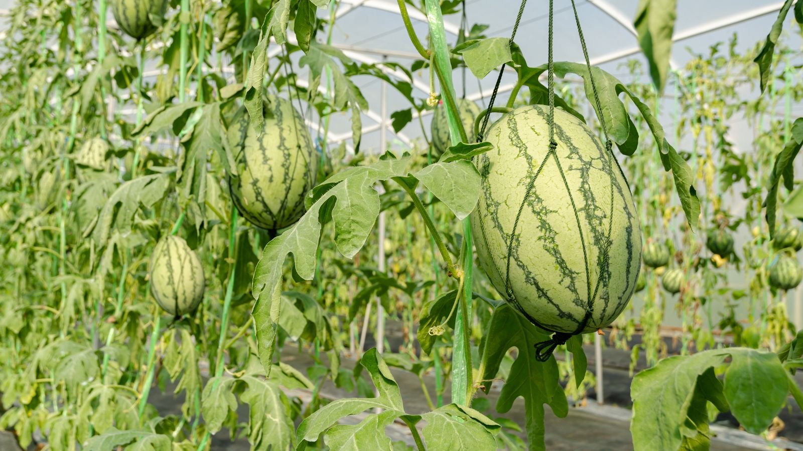 A close-up shot of various oval-shaped fruits growing vertically in a large greenhouse area