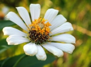 A close-up shot of white petals and yellow center of the desert zinnias