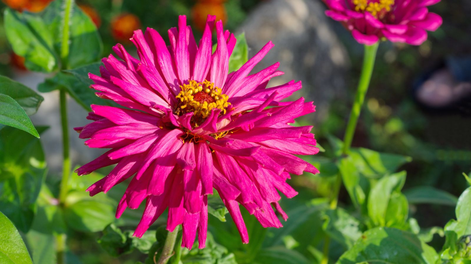 A close-up view of a bright pink colored flower with narrow, fringe-like petals on a sturdy stem in a well lit area outdoors