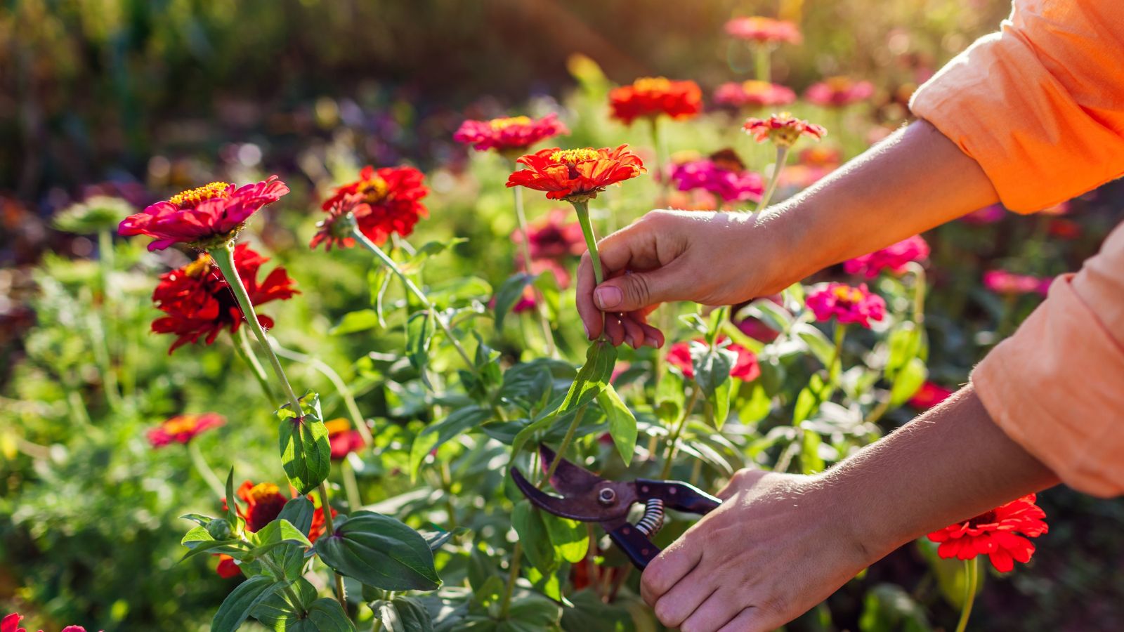 A close-up view of a person in the process of trimming flowers during the morning