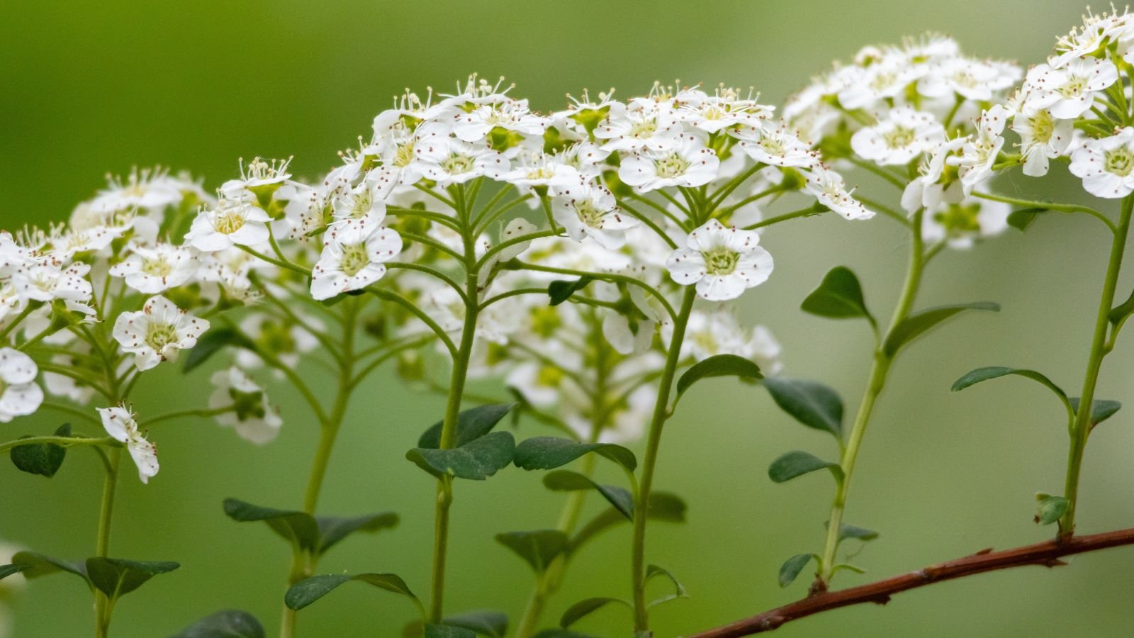 A closeup shot of lovely flower clusters, having bright green foliage and white petals